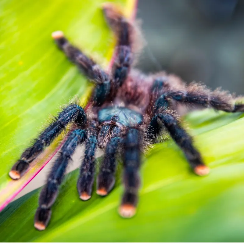 /img/24392-pink-toe-tarantula-habitat.webp