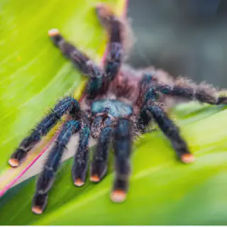 /img/24392-pink-toe-tarantula-habitat.webp