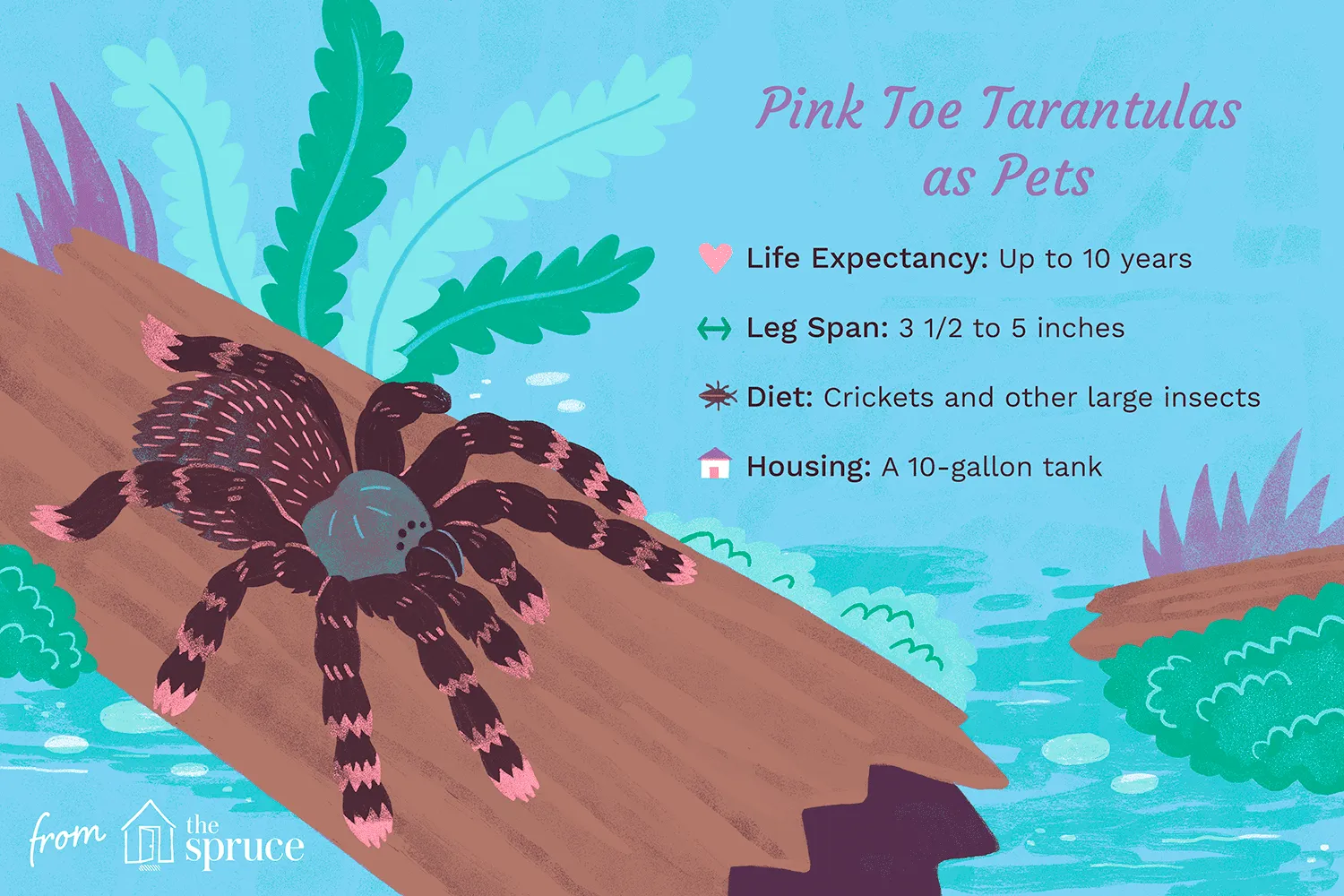 24392 pink toe tarantula handling
