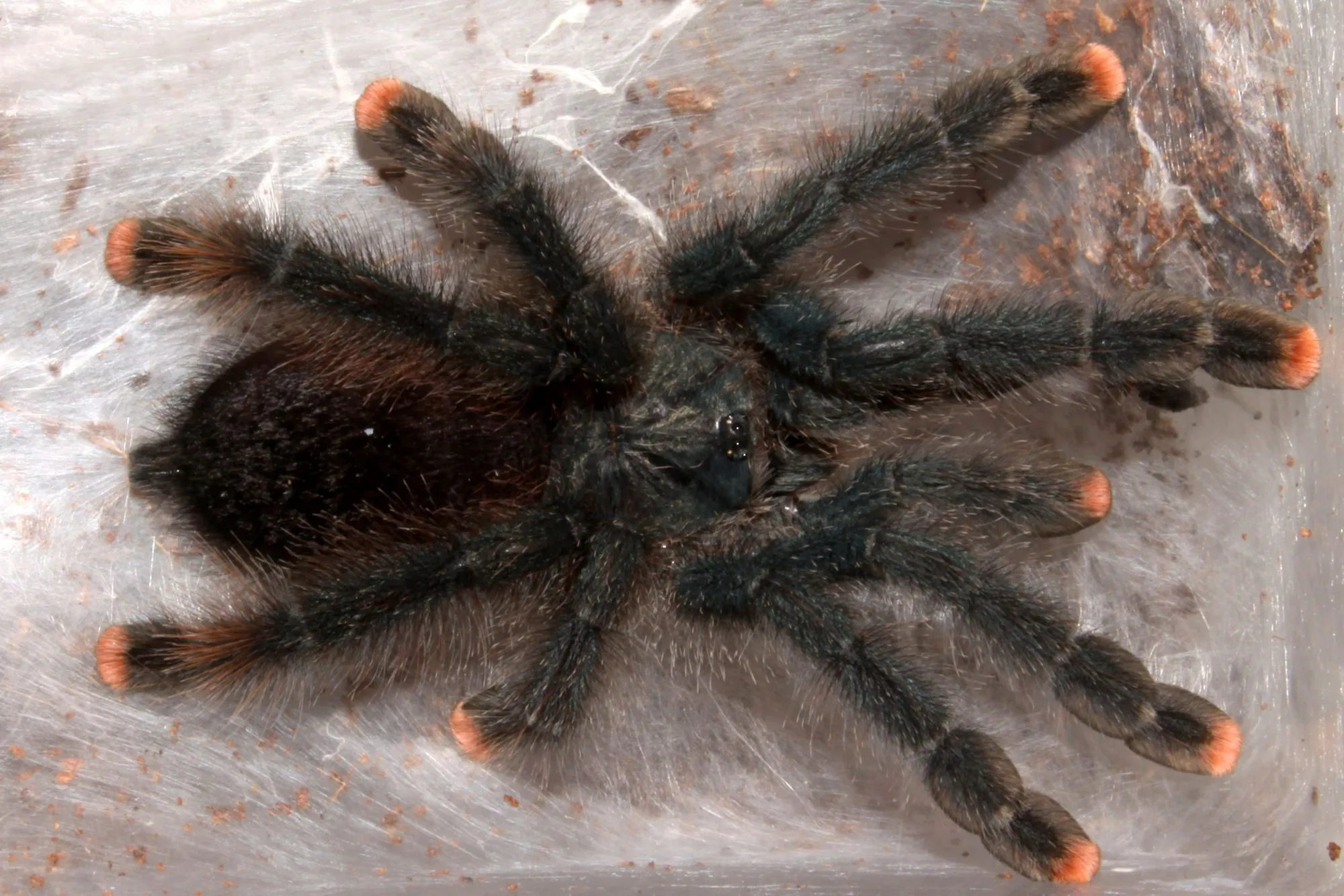 24392 pink toe tarantula in enclosure