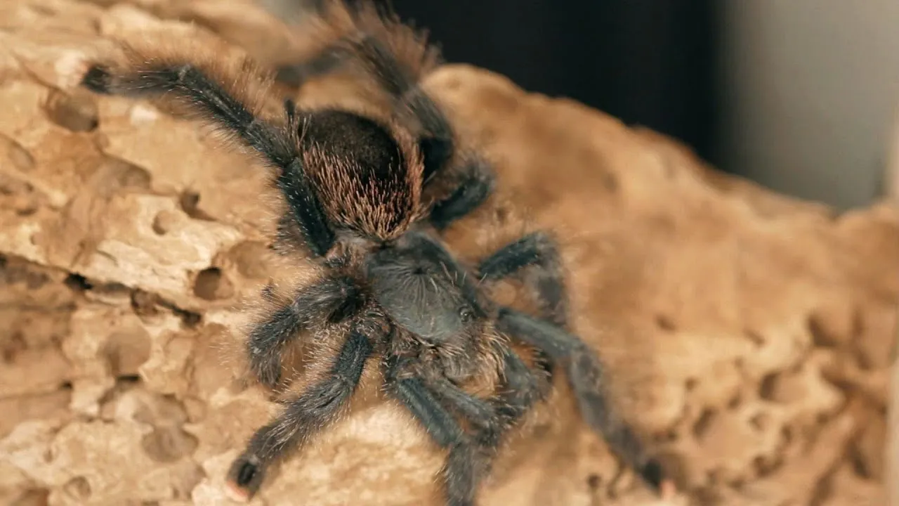 24392 pink toe tarantula molting