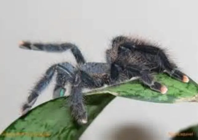 24392 pink toe tarantula substrate