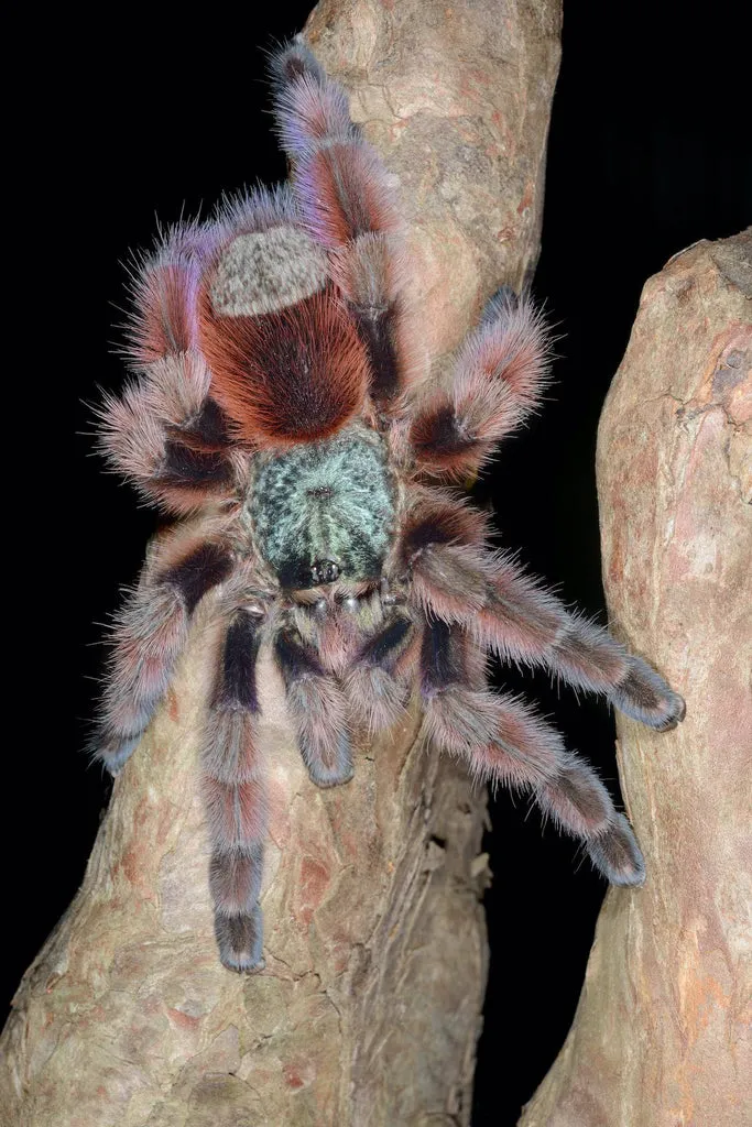 24392 pink toe tarantula water dish