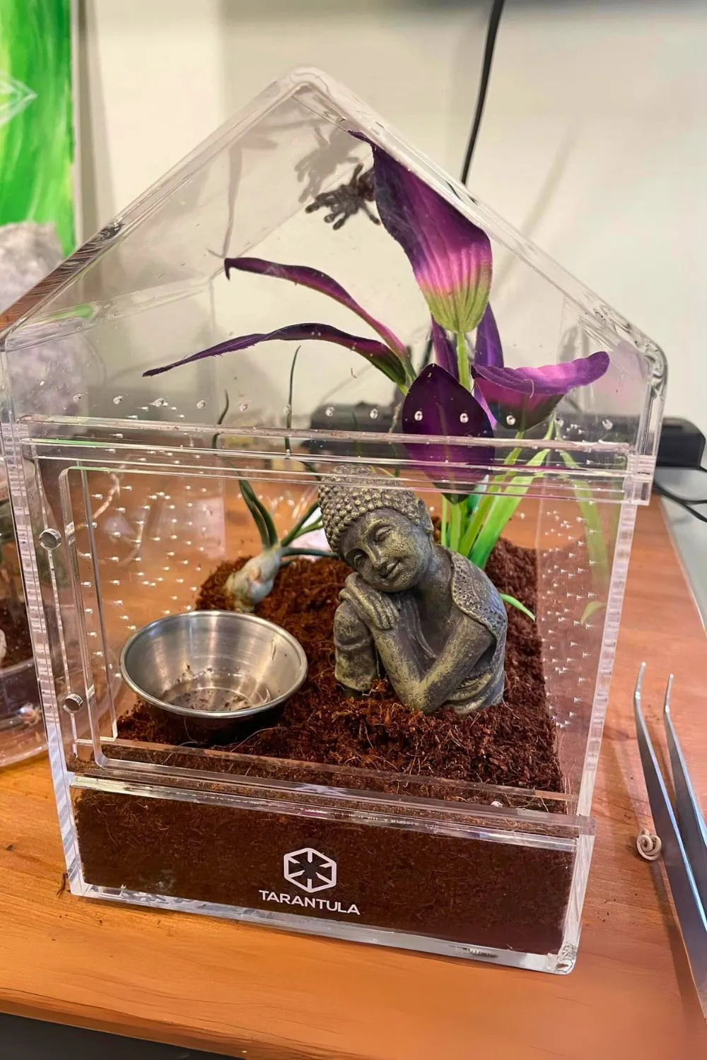 24393 tarantula substrate