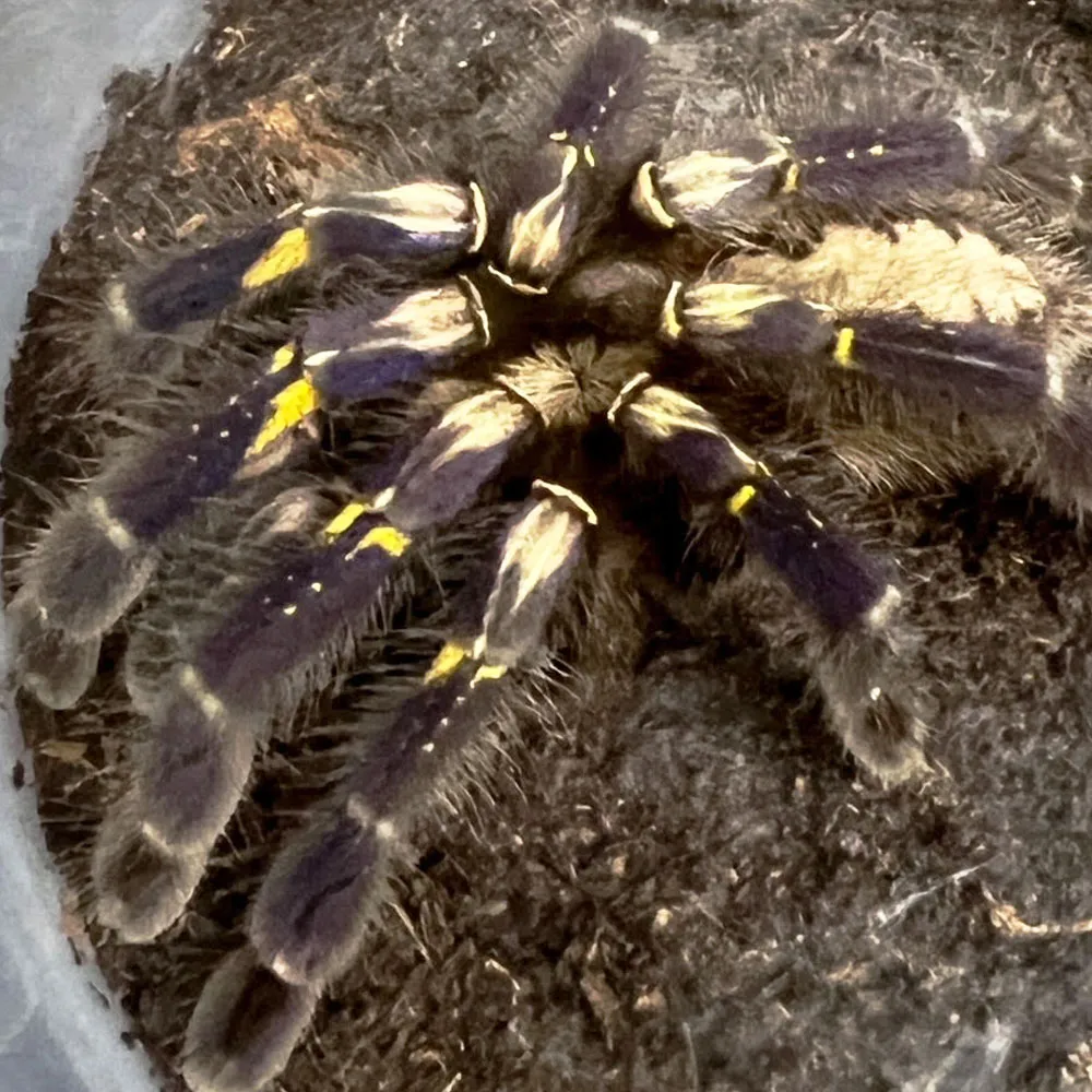 24395 gooty sapphire tarantula male vs female 3