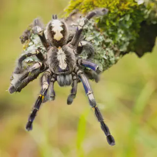 /img/24395-gooty-sapphire-tarantula-male-vs-female-7.webp