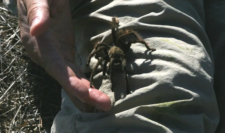 24396 tarantula on back image2