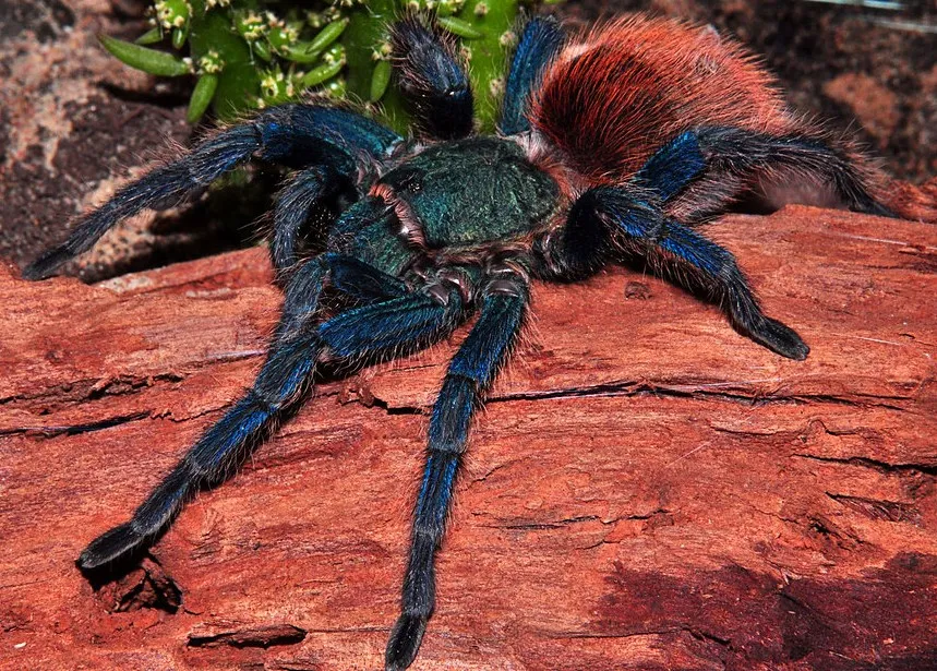24396 tarantula on back image3