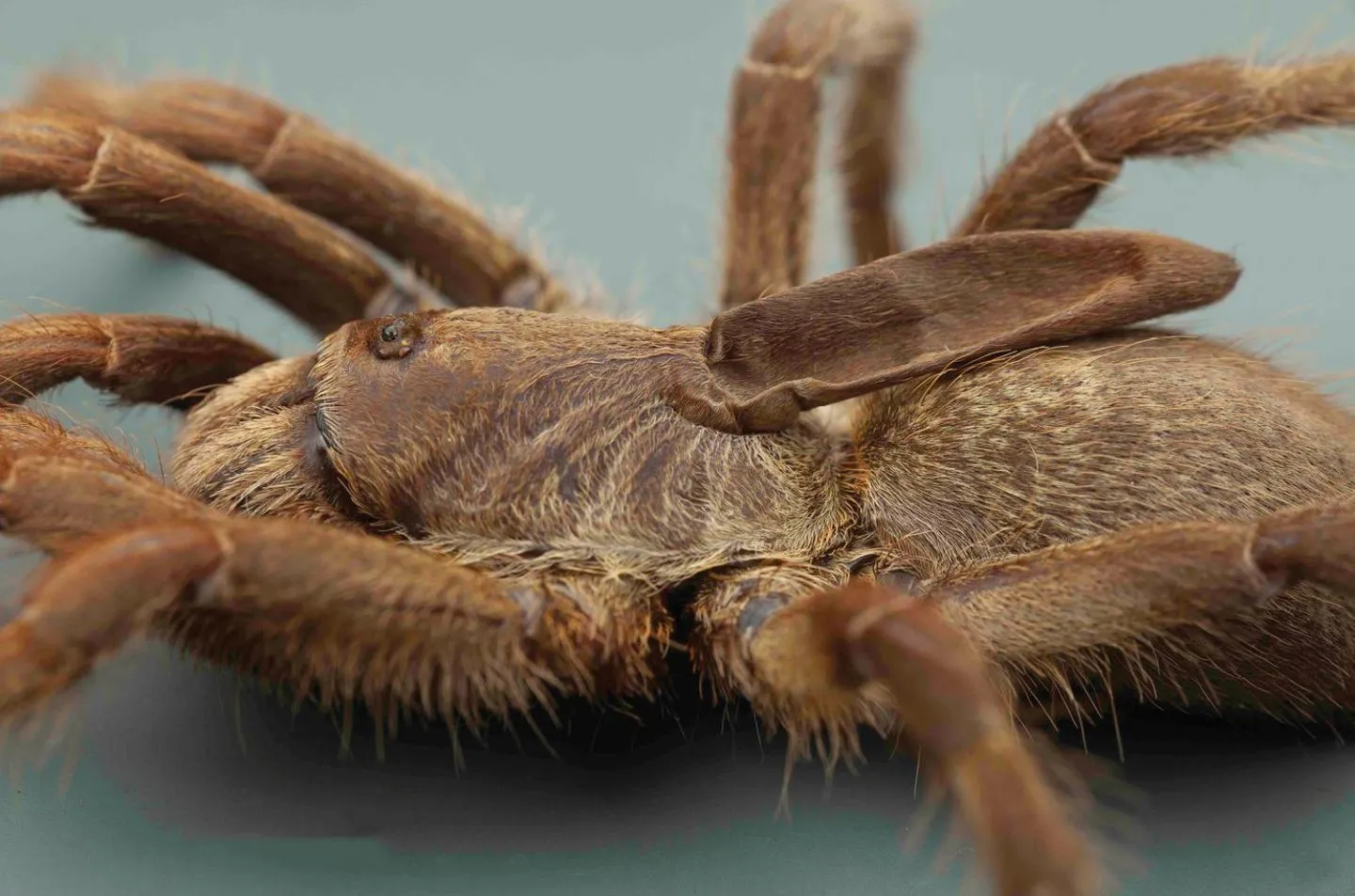 24396 tarantula on back image4