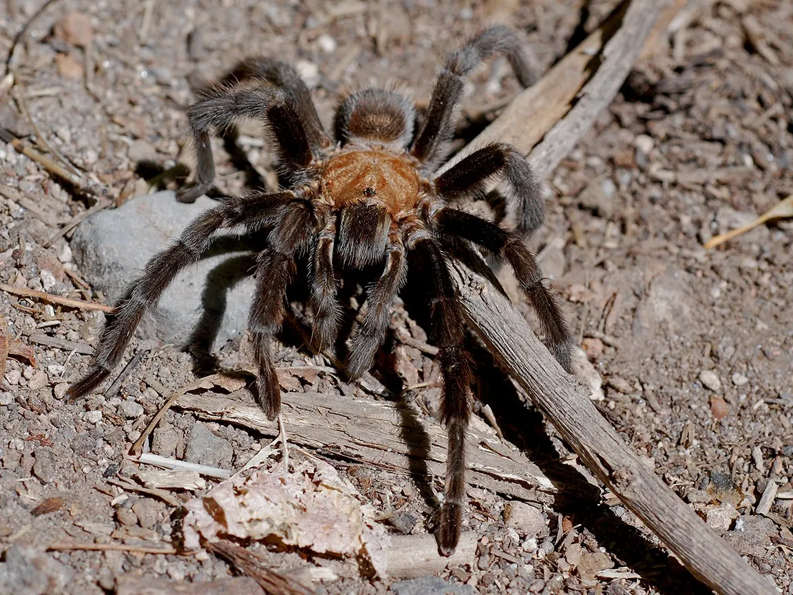 24396 tarantula on back image6