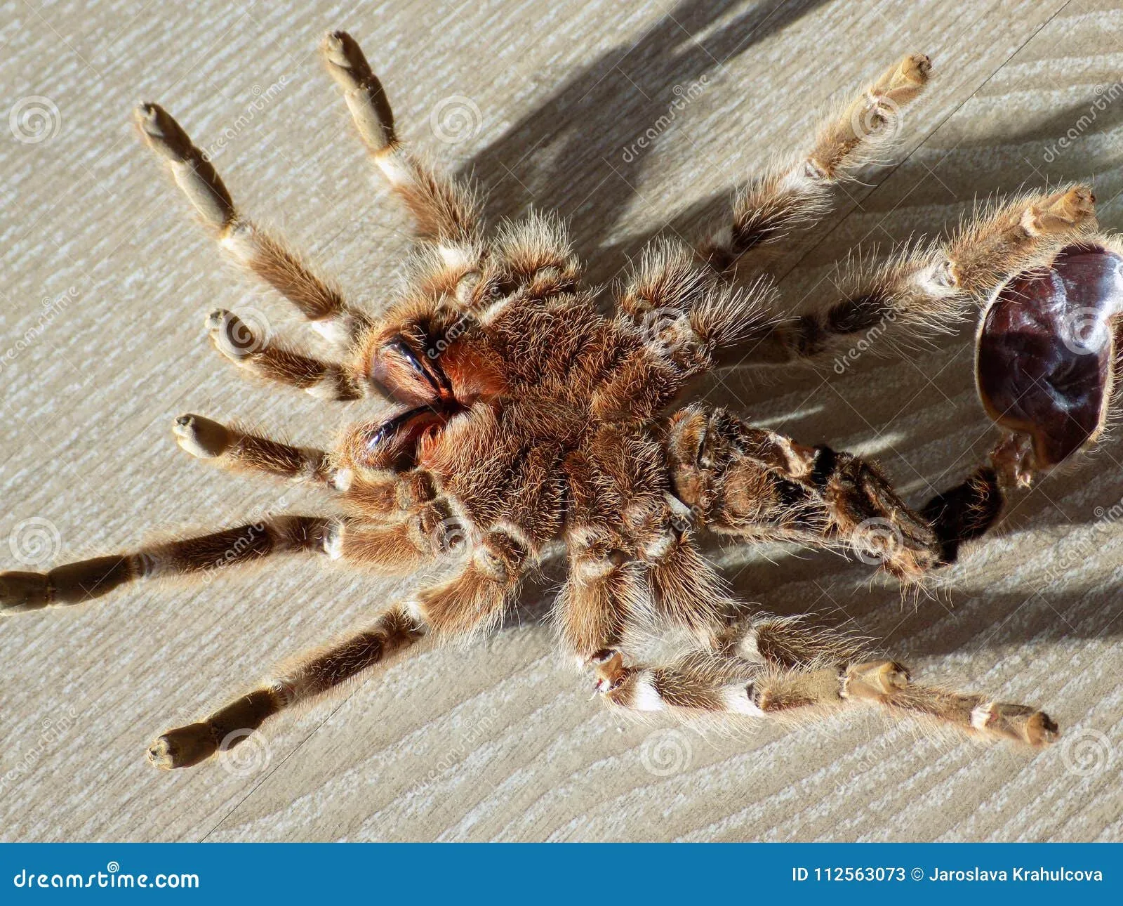/img/24396-tarantula-on-back-image7.webp