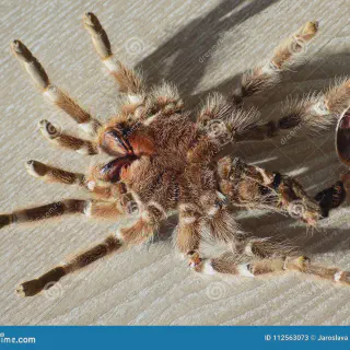 /img/24396-tarantula-on-back-image7.webp