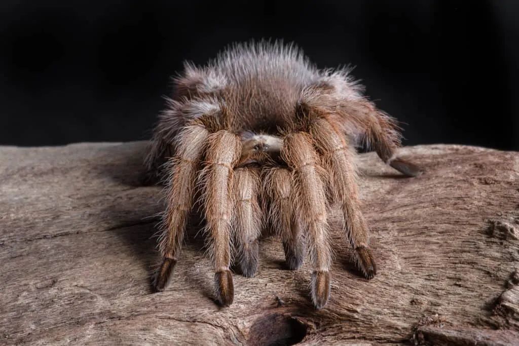 24397 darlingi tarantula breeding