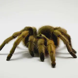 /img/24397-darlingi-tarantula-molting.webp
