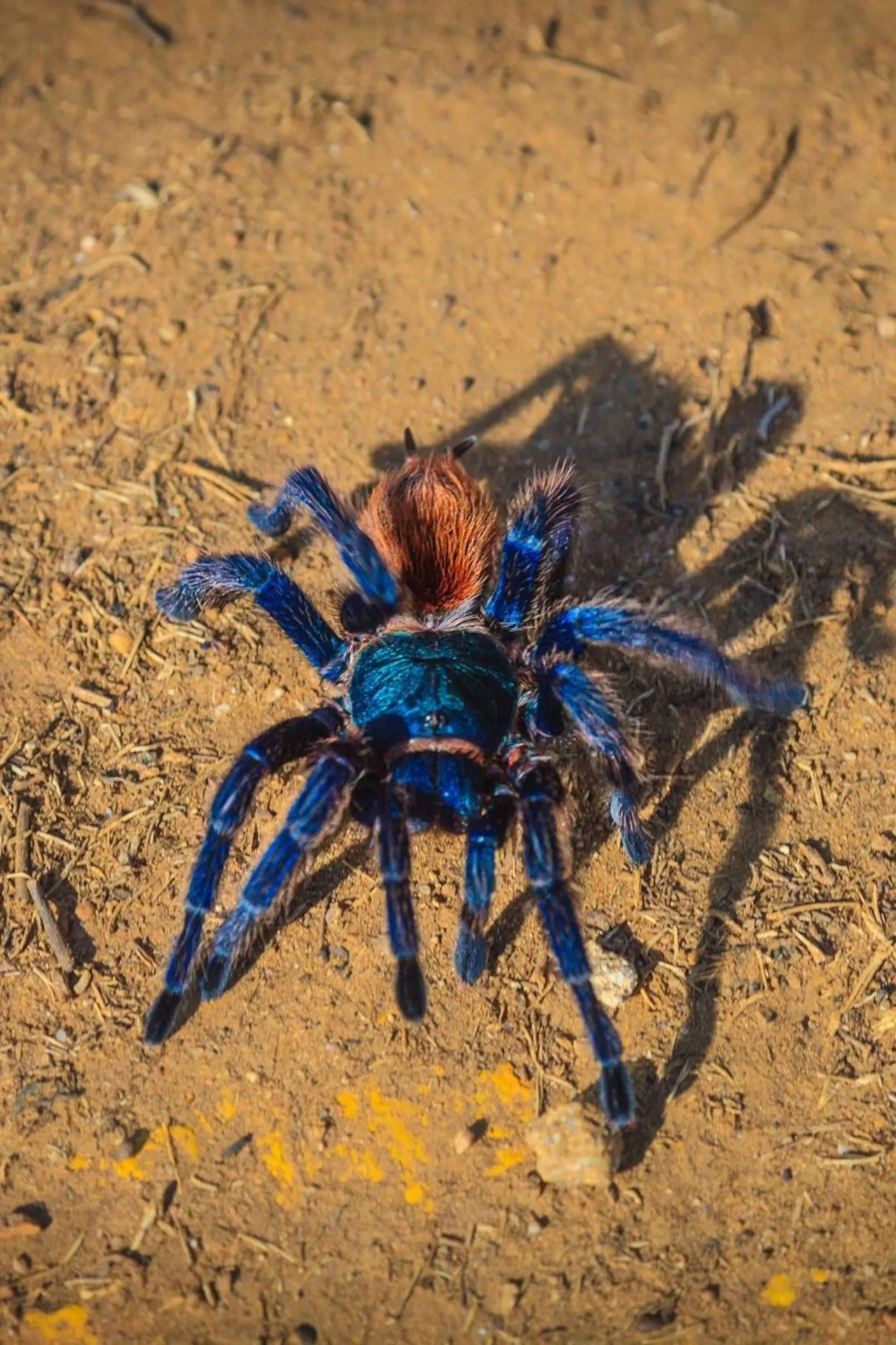 24398 tarantula classification
