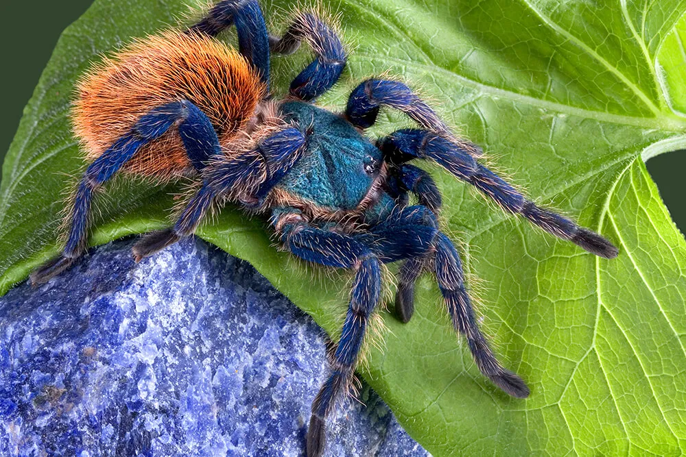 24398 tarantula defense