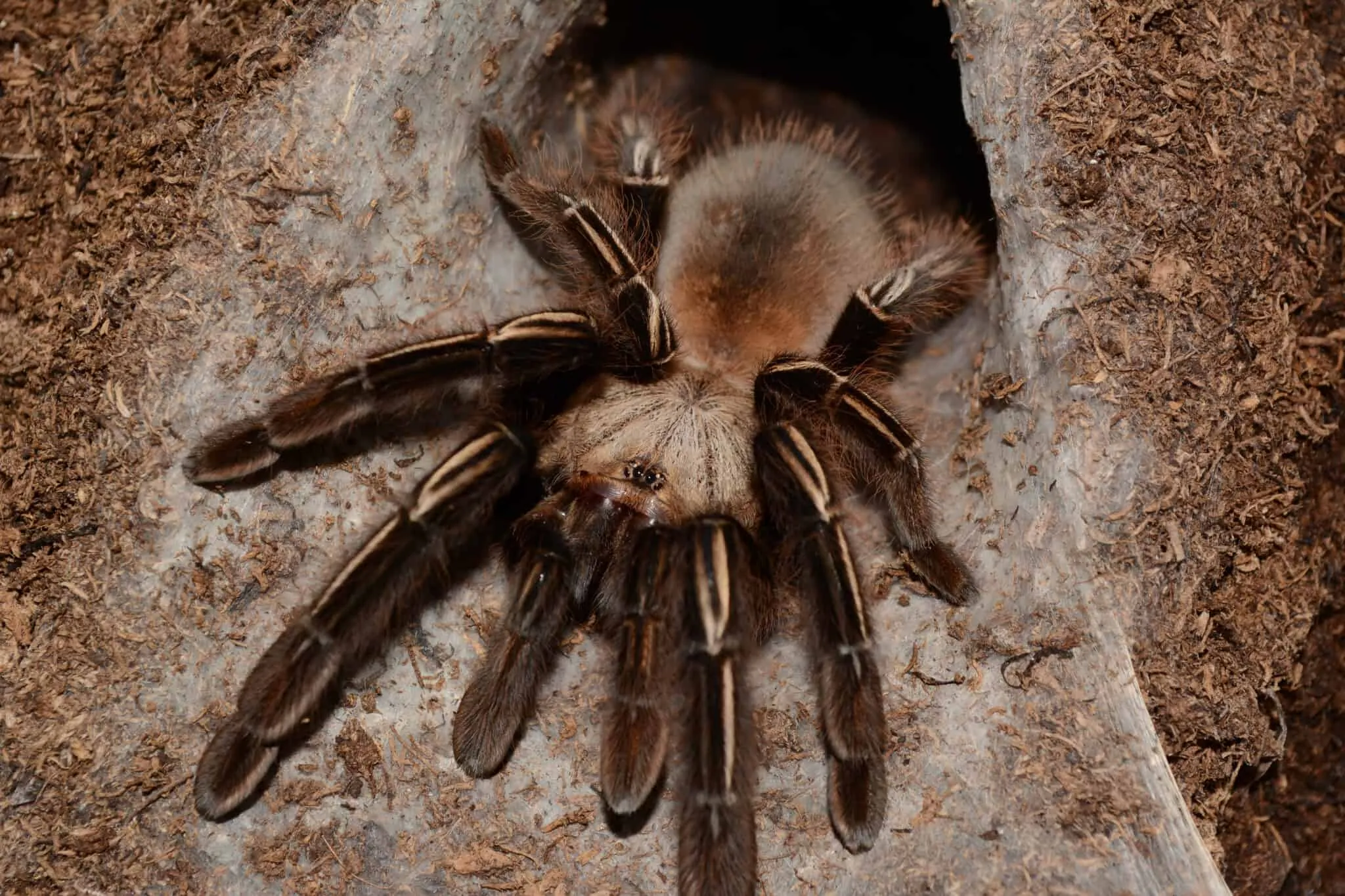 24398 tarantula eating