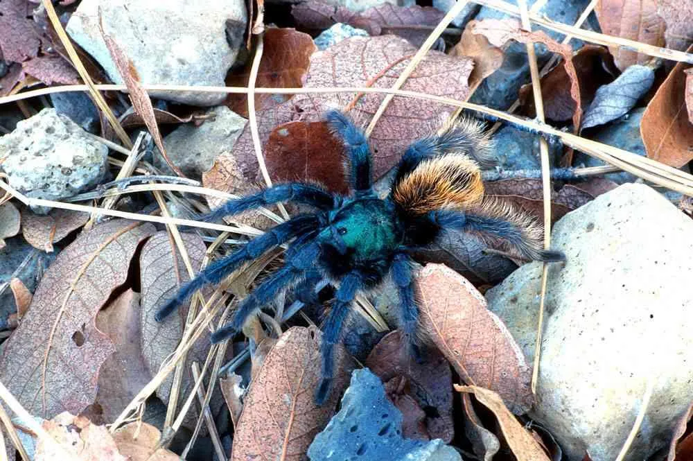/img/24398-tarantula-pet.webp