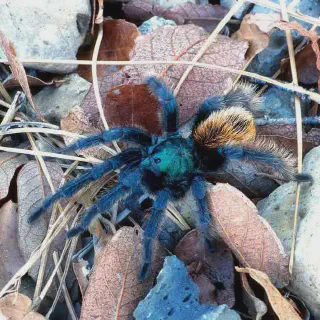 /img/24398-tarantula-pet.webp