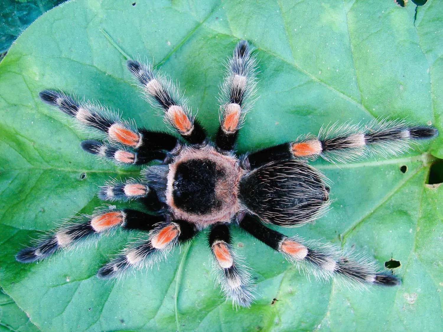 24398 tarantula size