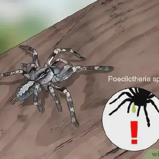 /img/24399-tarantula-enclosure.webp