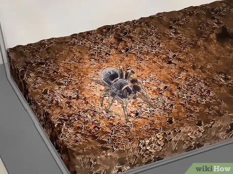 24399 tarantula injured image