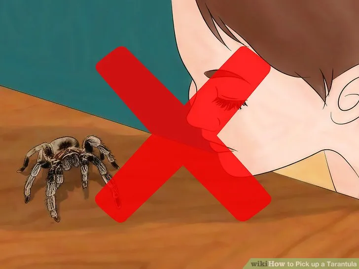 24399 tarantula safety gear