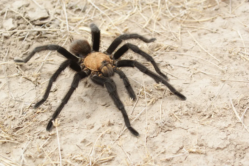 /img/24400-tarantula-conservation-dallas-tx.webp