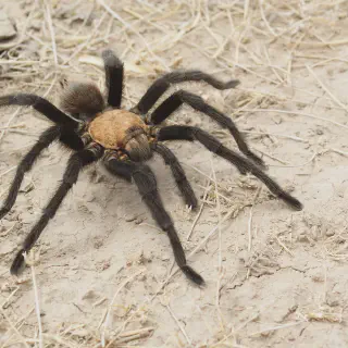 /img/24400-tarantula-conservation-dallas-tx.webp