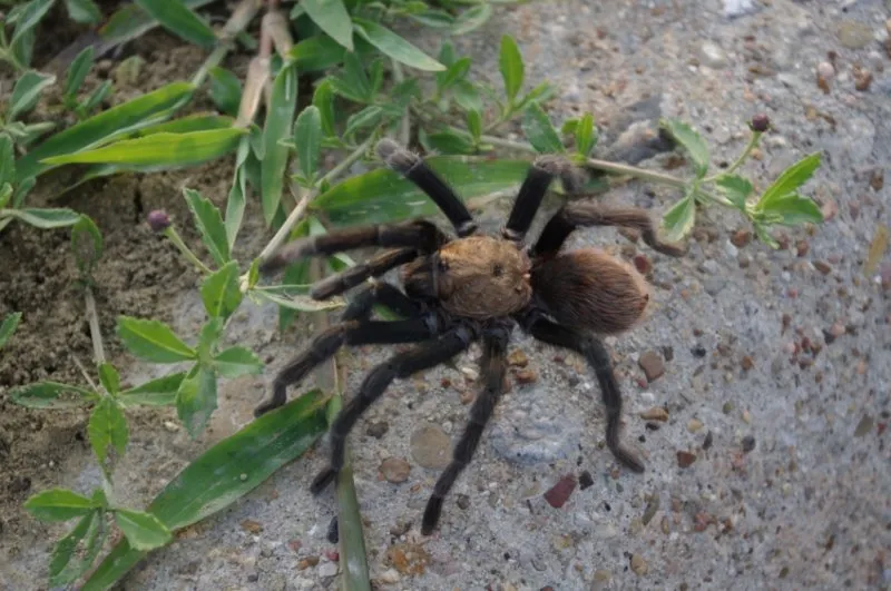 24400 tarantula feeding dallas tx