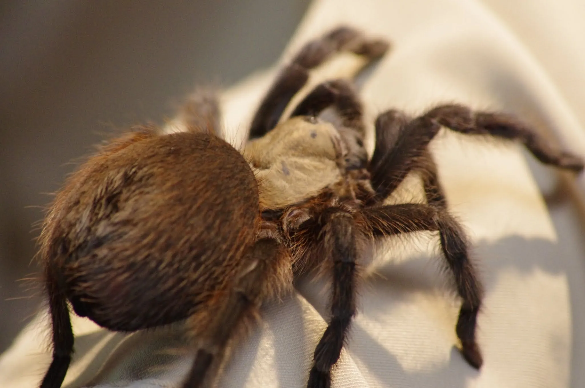 24400 tarantula habitat dallas tx