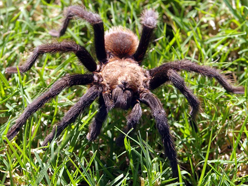 24400 tarantula mating ritual dallas tx