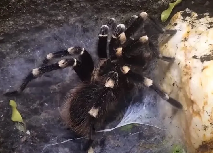 24400 texas tan tarantula