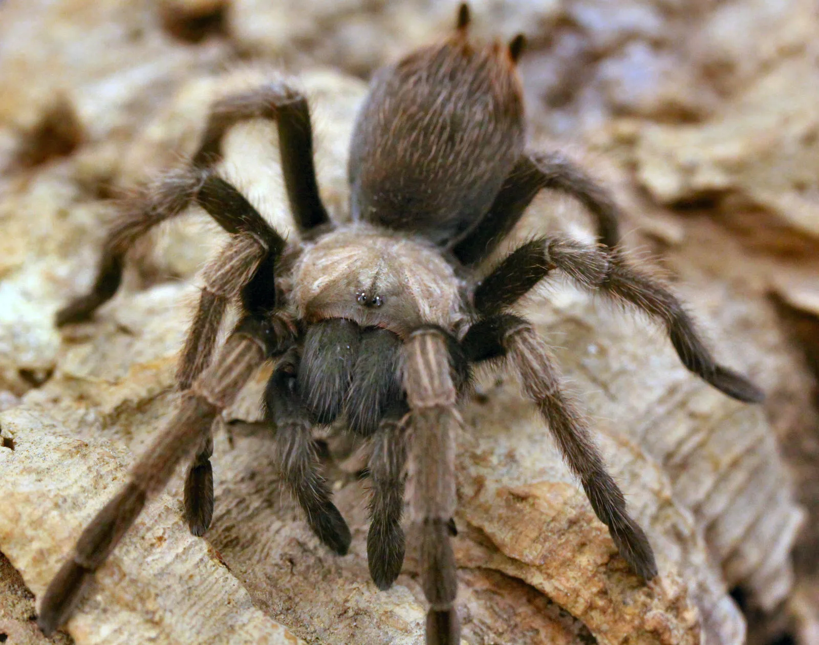 24401 california tarantula burrow