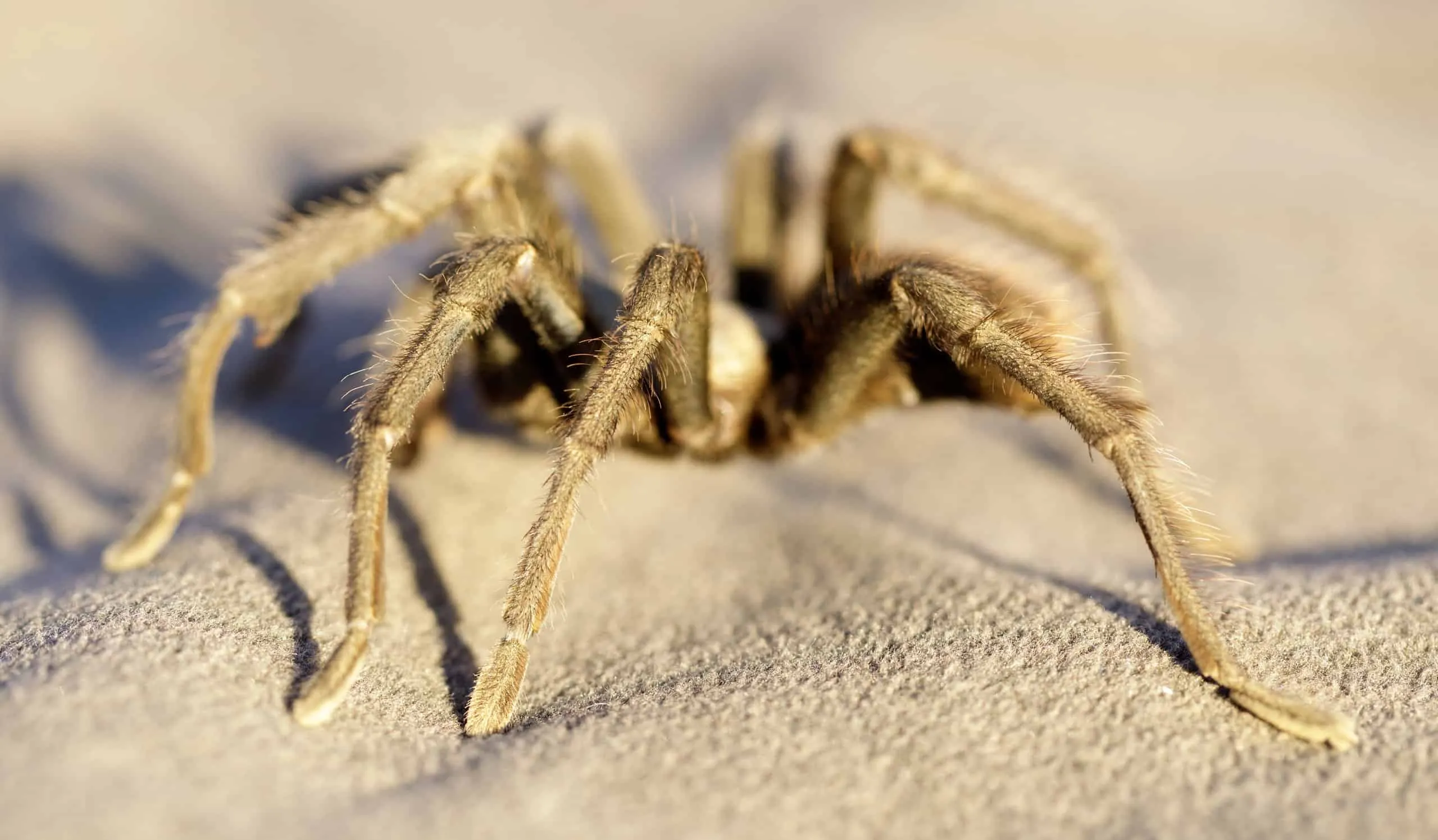 24401 california tarantula closeup