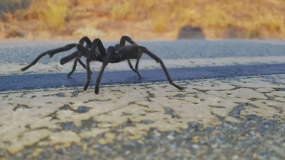 /img/24401-california-tarantula-conservation.webp