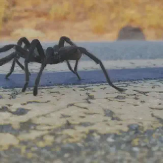 /img/24401-california-tarantula-conservation.webp