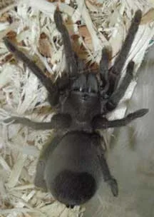 24401 california tarantula habitat