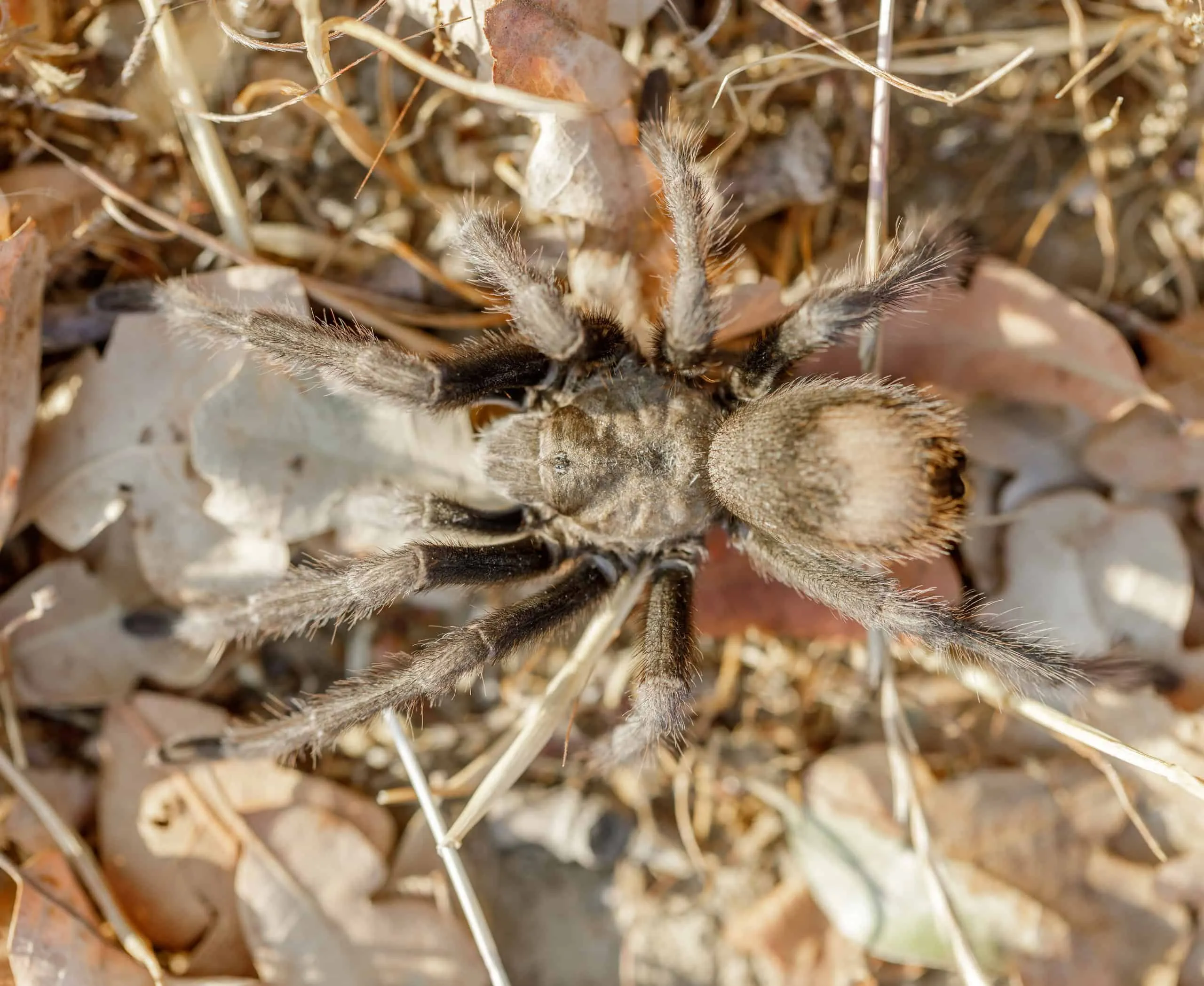 24401 california tarantula size