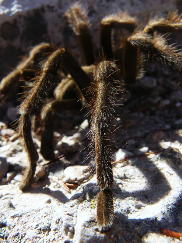 24401 california tarantula spiderlings