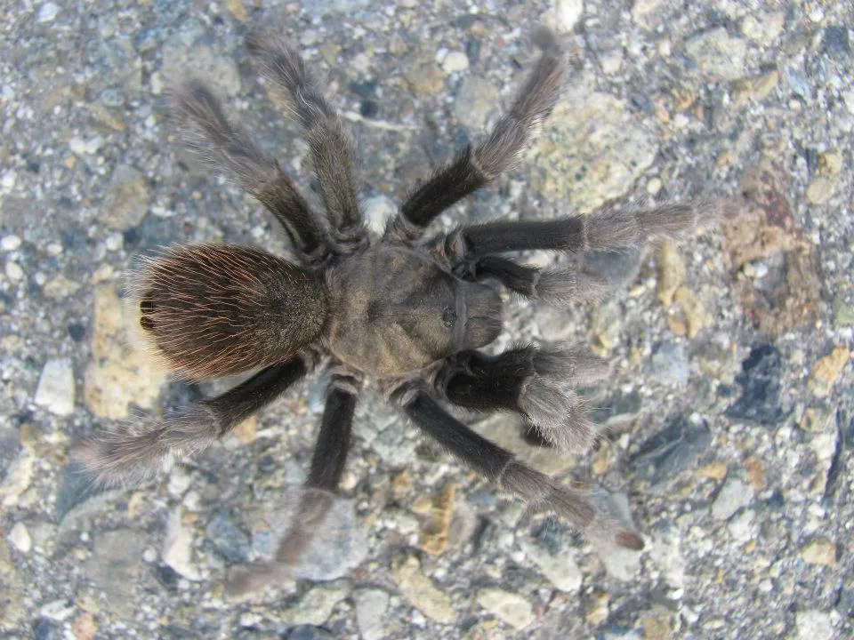24401 california tarantula venom