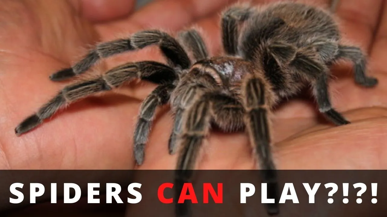 24402 plastic tarantula tub