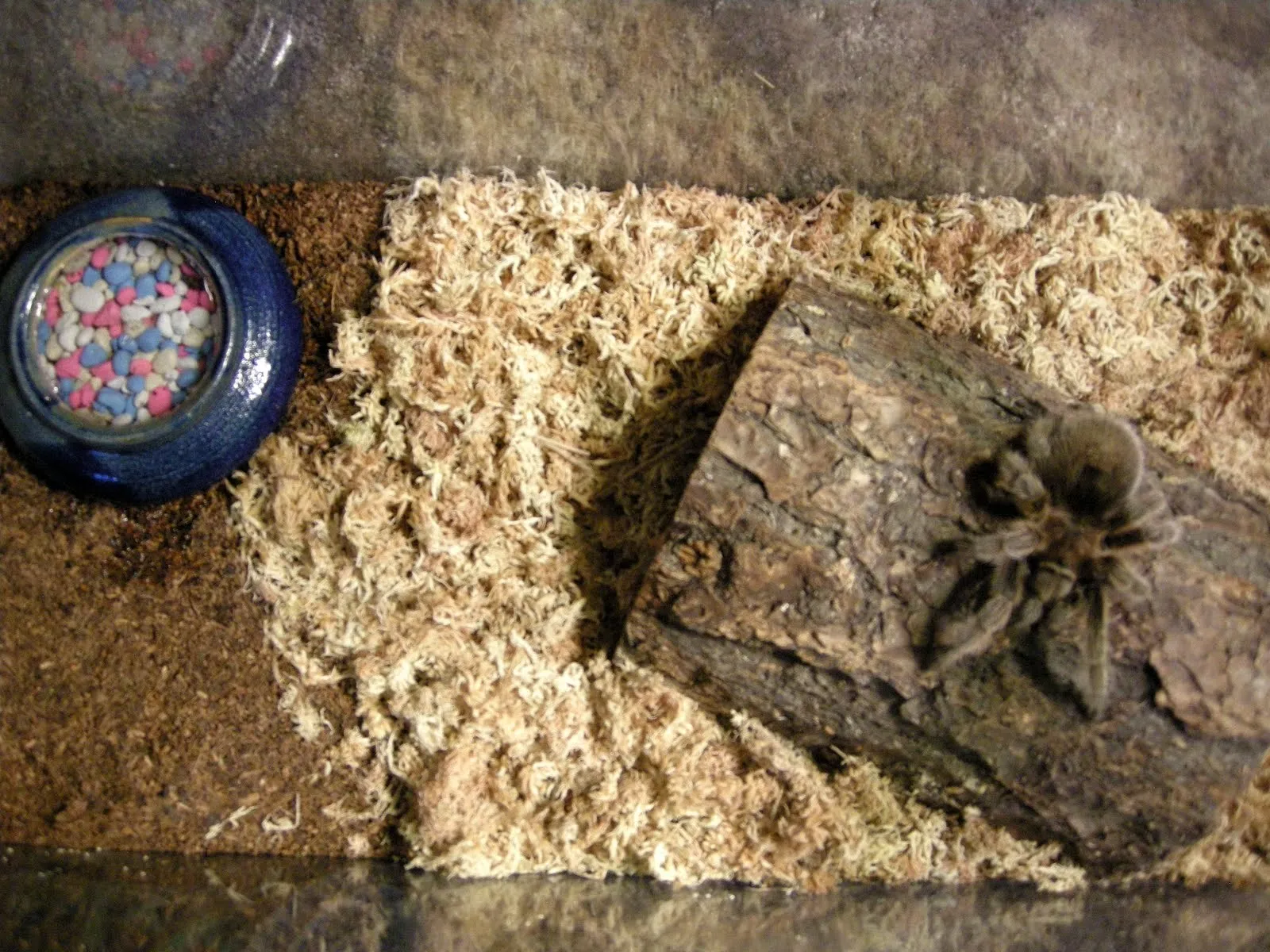 /img/24402-tarantula-water-dish.webp
