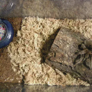 /img/24402-tarantula-water-dish.webp
