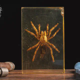 /img/24403-tarantula-habitat.webp