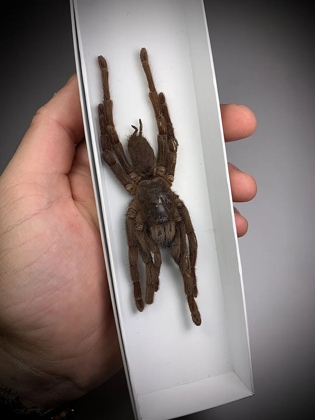 24403 tarantula legal