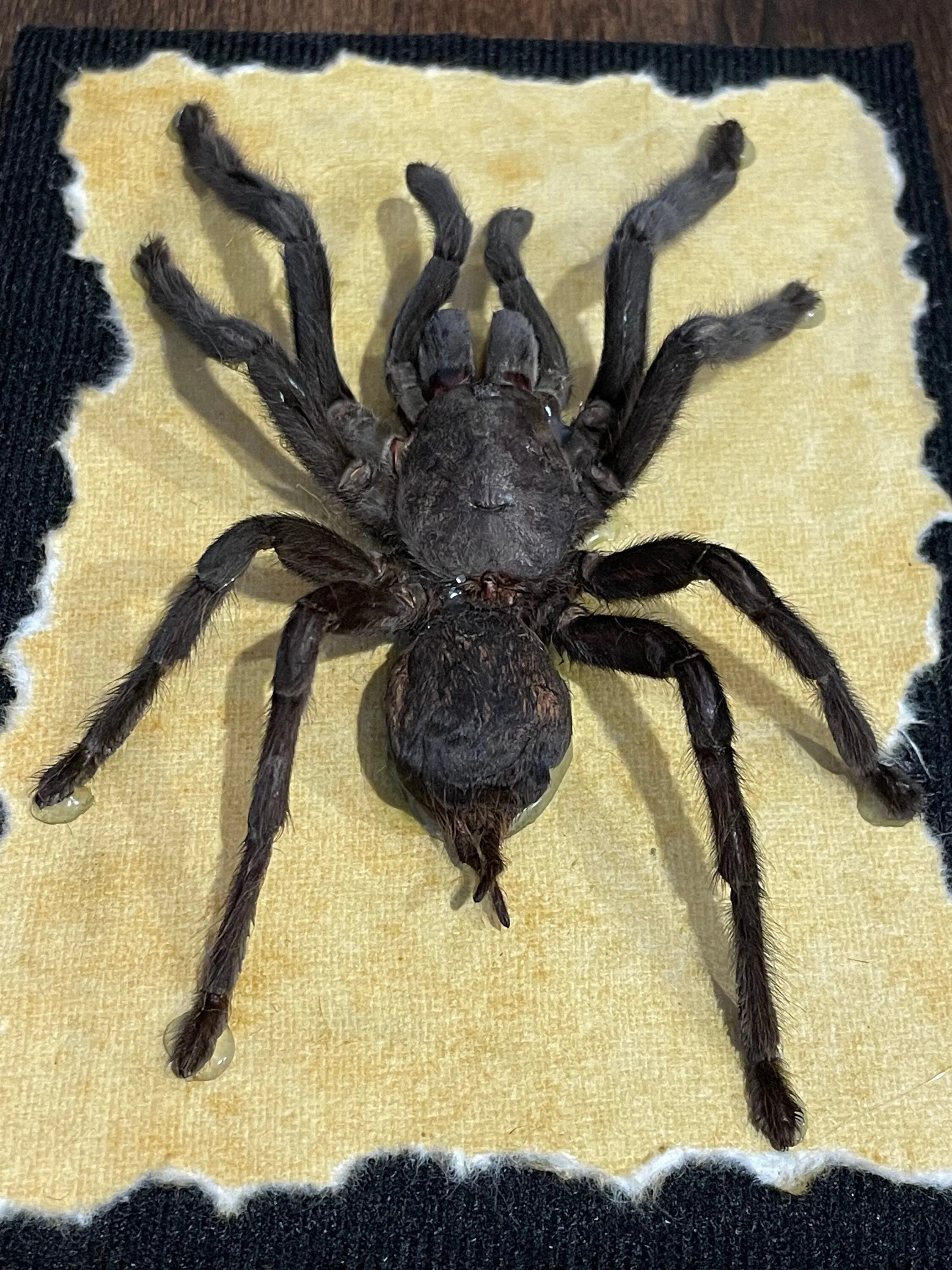 24403 tarantula species