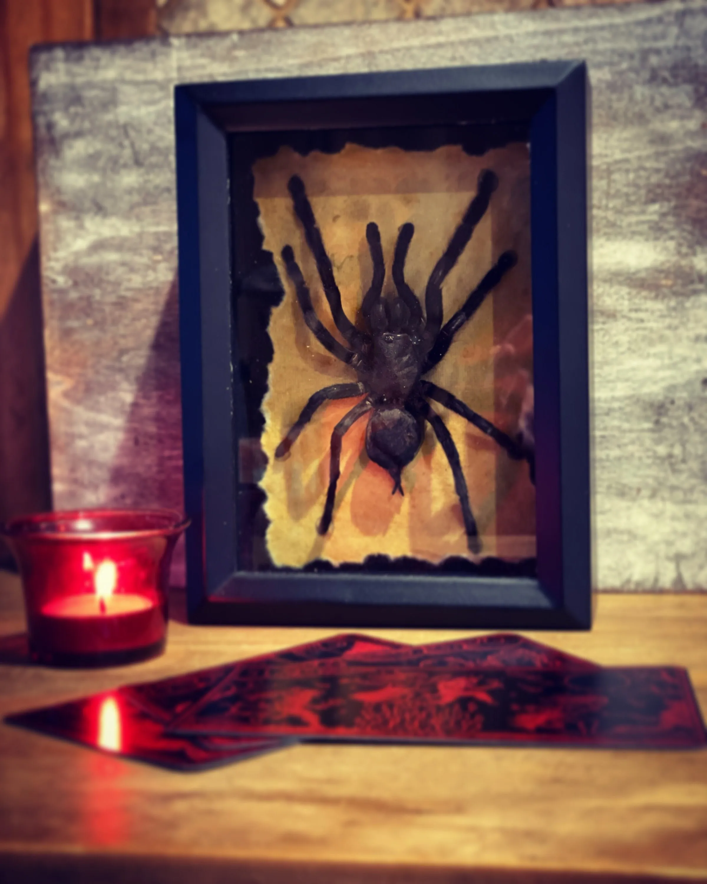 24403 taxidermy tarantula display
