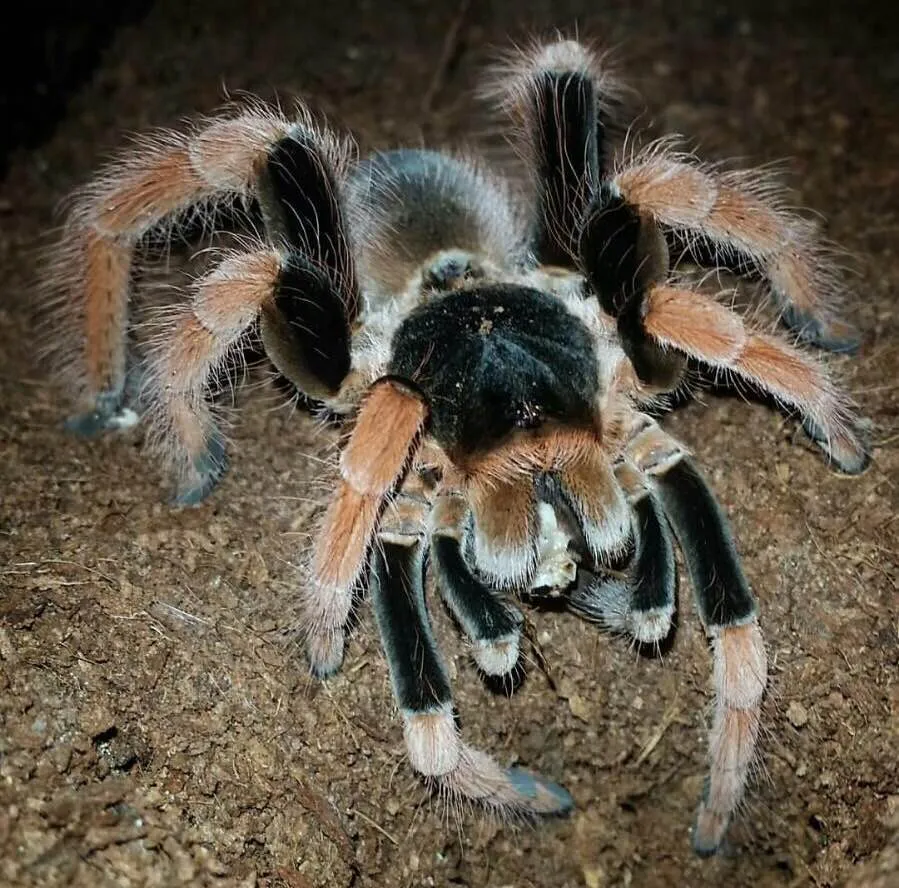 24404 mega tarantula eating