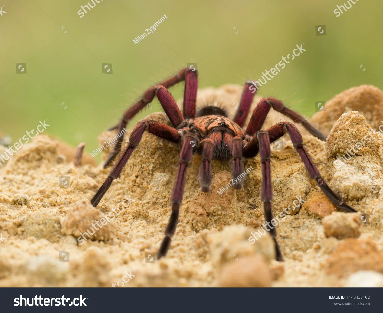 24404 mega tarantula mating
